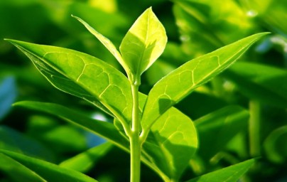 Slikovni rezultat za čajevac (melaleuca alternifolia)