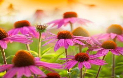 Echinacea (Echinacea purpurea)