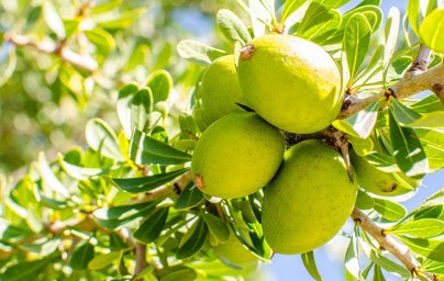 Argan (Argania Spinosa)