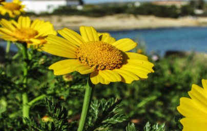 Arnika (Arnica montana)