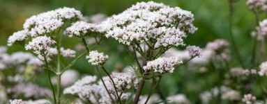 Odoljen  (Valeriana officinalis)