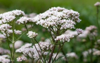 Odoljen  (Valeriana officinalis)