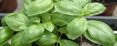 Bosiljak (Ocimum basilicum)