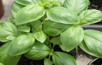 Bosiljak (Ocimum basilicum)