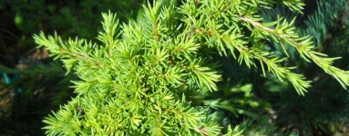 Cedar (Cedrus)