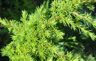 Cedar (Cedrus)