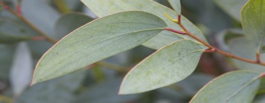 Eukaliptus (Eucalyptus)