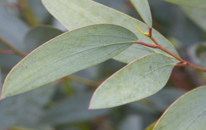 Eukaliptus (Eucalyptus)