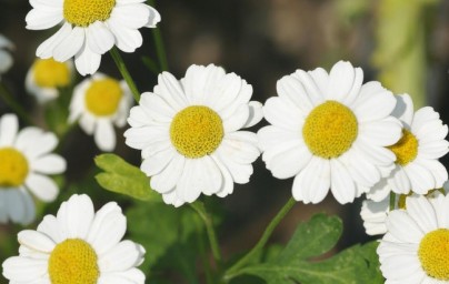 Feverfew ili povratić (Tanacetum parthenium)