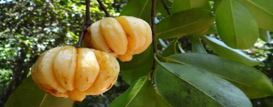 Garcinija (Garcinia Cambogia)