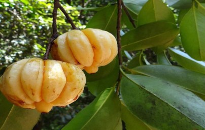 Garcinija (Garcinia Cambogia)