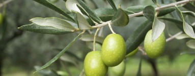 Masline (Olea europaea)