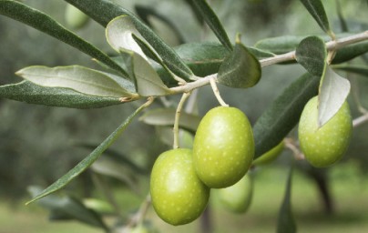 Masline (Olea europaea)