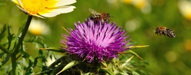 Sikavica (Silybum marianum)