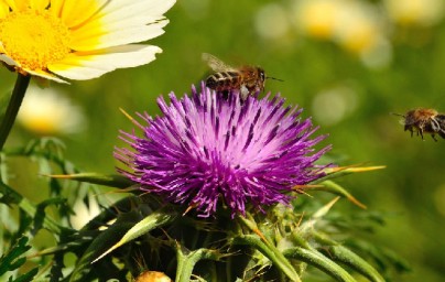 Sikavica (Silybum marianum)