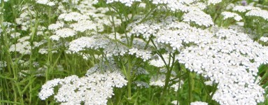 Stolisnik (Achillea millefolium)