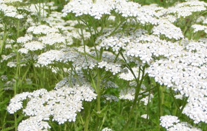 Stolisnik (Achillea millefolium)