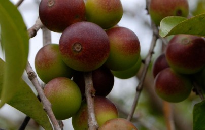 Camu-camu (Myrciaria dubia)