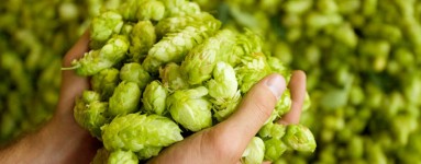 Hmelj (Humulus lupulus)