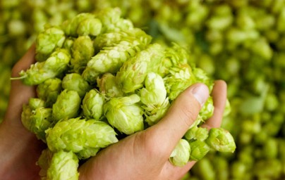 Hmelj (Humulus lupulus)