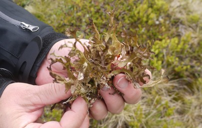 Islandski lišaj (Cetraria islandica)