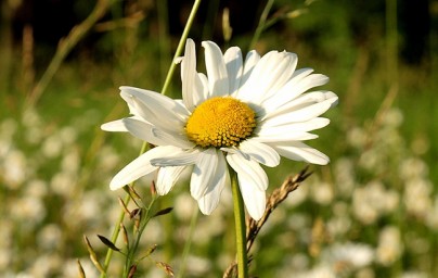 Kamilica (Matricaria chamomilla)