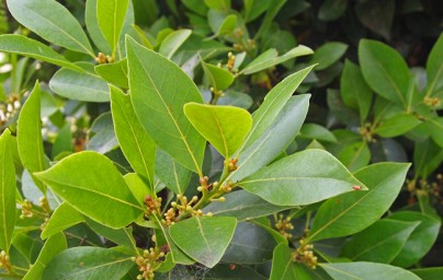 Lovor (Laurus nobilis)