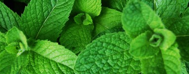 Metvica (Mentha spicata)