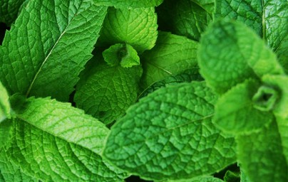 Metvica (Mentha spicata)