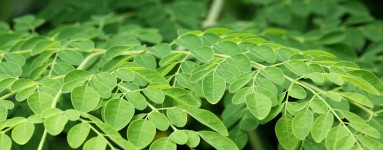 Moringa (Moringa oleifera)