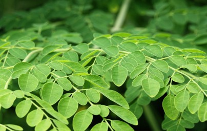 Moringa (Moringa oleifera)