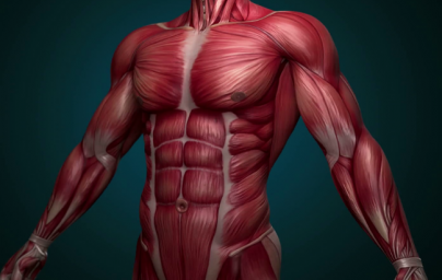 zglobovi i paraziti mišića