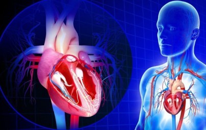 Kardiovaskularni sustav