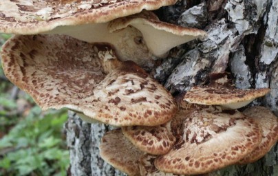 Polyporus